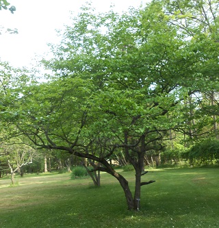 flowering dogwood