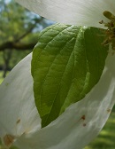 flowering dogwood