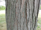 Honey Locust Bark