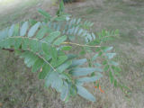 Honey Locust Leaf