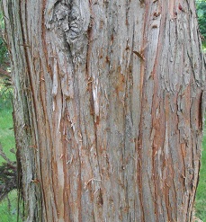 japanese cedar