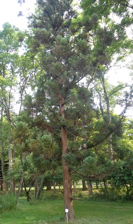 japanese cedar