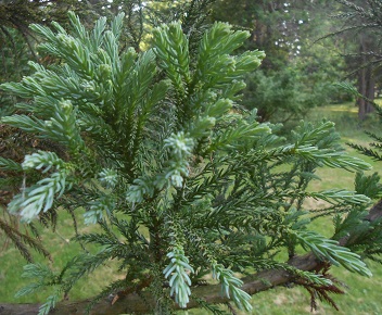 japanese cedar