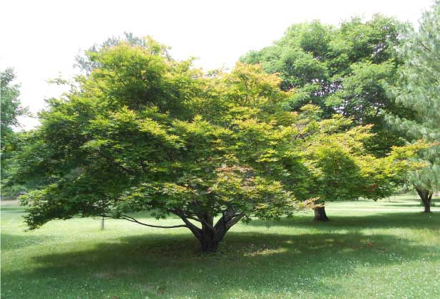 Japanese Maple Bark