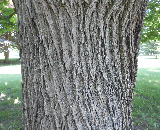 Norway Maple Bark