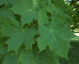 Norway Maple Leaf