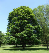 Norway Maple Tree