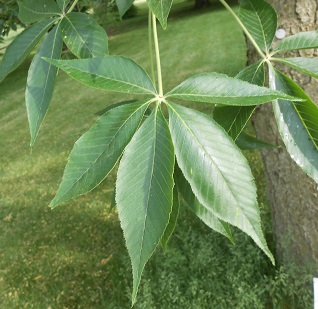 ohio buckeye