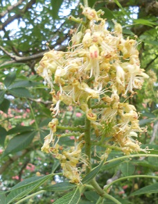 ohio buckeye