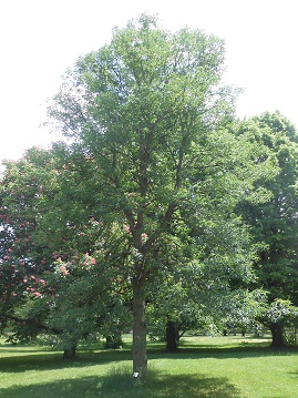 ohio buckeye