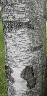 paper birch