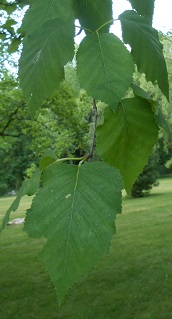 paper birch