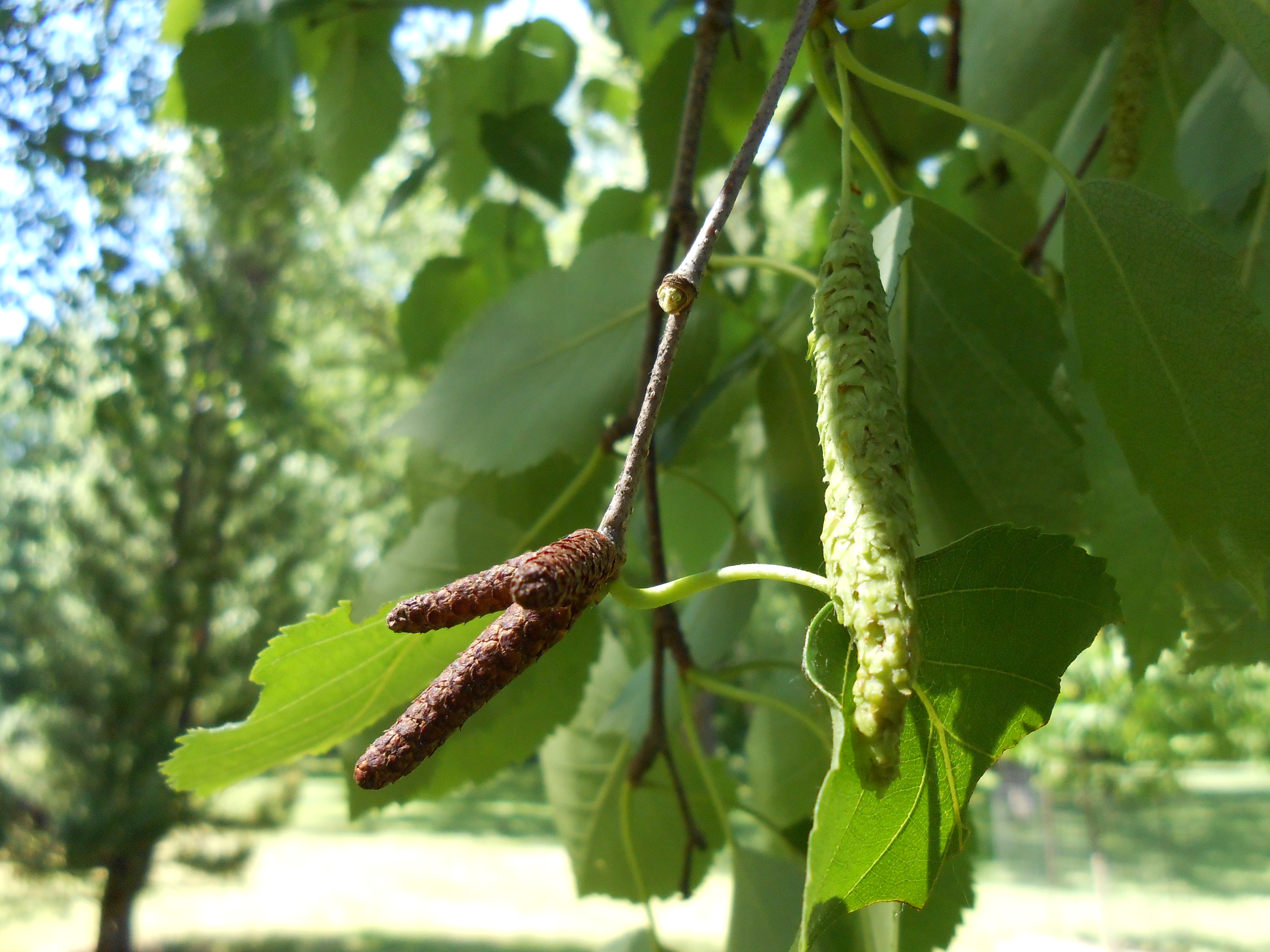 paper birch