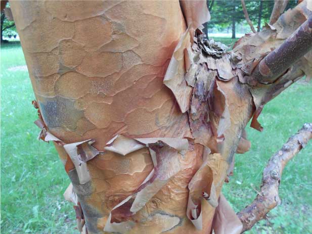 Paperbark ba