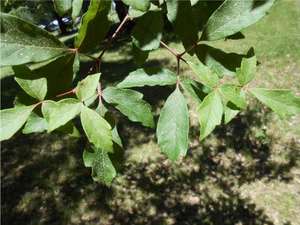 Paperbark leaves