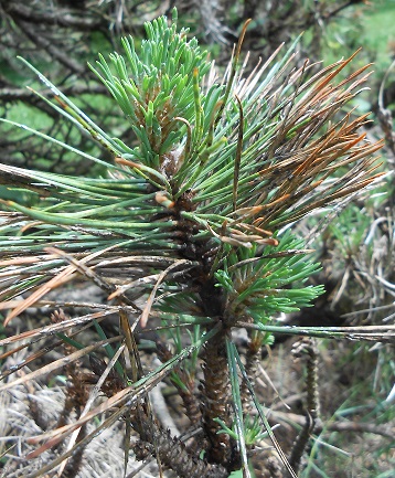 pine