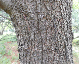 Pyramidal white Pine.ba