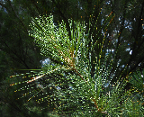 pyramidal white pine.l