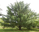 pyramidal white pine.t