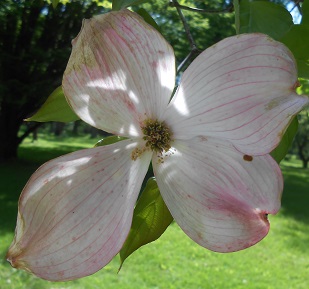 red dogwood