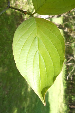 red dogwood