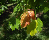 Red Maple Leaf