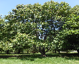 Red Maple Tree