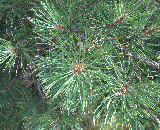 red pine.l