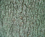 Schlesinger Red Maple Bark