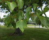 Schlesinger Red Maple Leaf