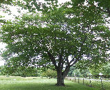 Schlesinger Red Maple Tree