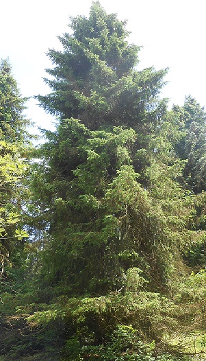 spruce