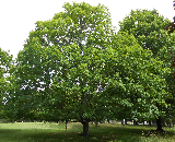 Sugar Maple Tree