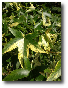 Sweet Gum Leaf