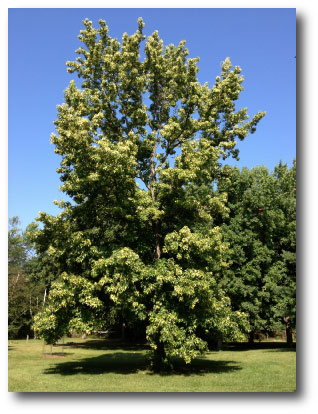 Sweet Gum Tree