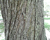 Tilford Red Maple Bark