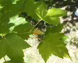 Tilford Red Maple Leaf