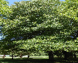 Tilford Red Maple Tree