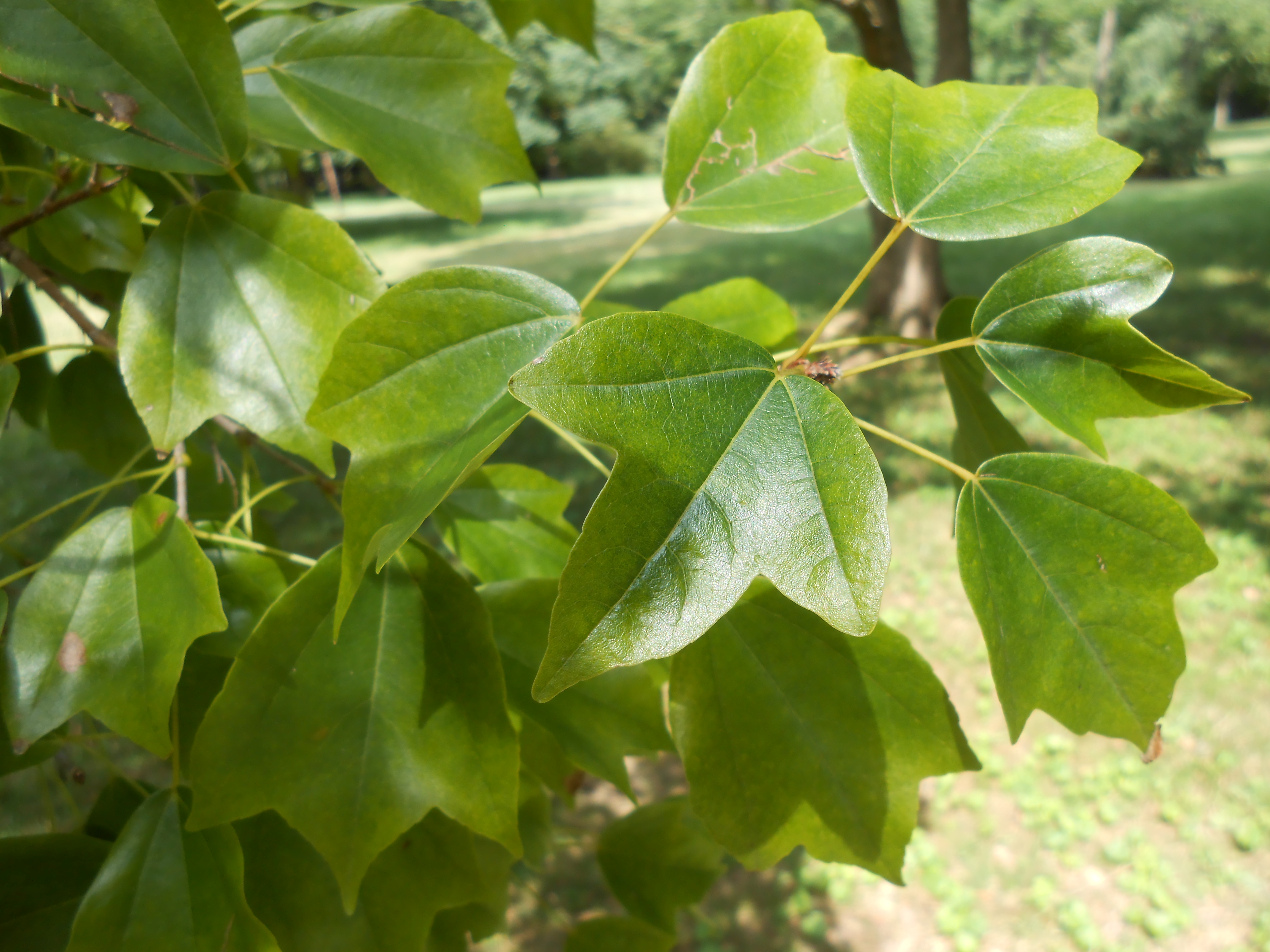 Trident Maple Leaf
