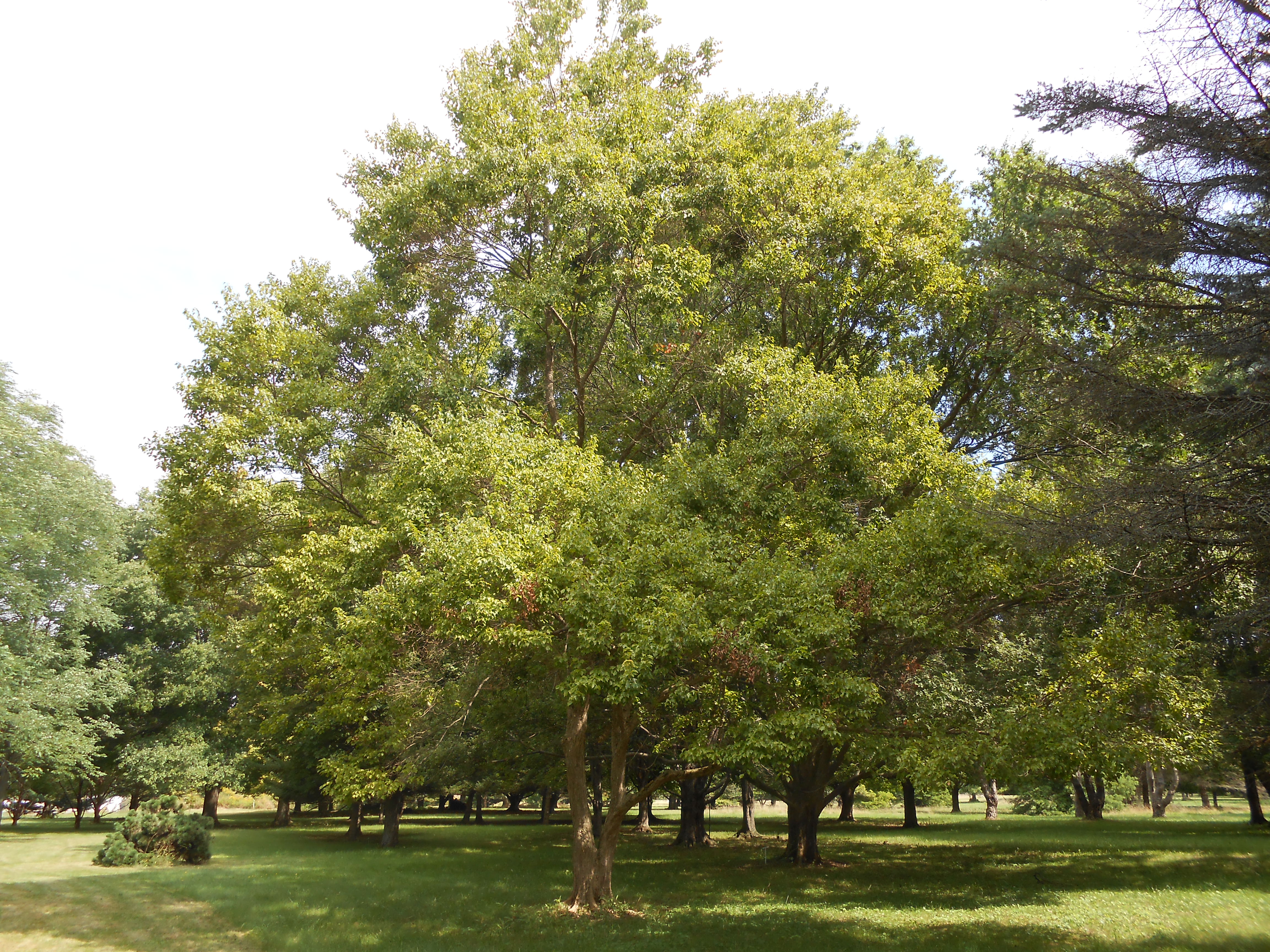 Trident Maple Tree