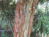 Umbrella Pine Bark