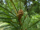 Umbrella Pine Cone
