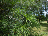 Umbrella Pine Leaf