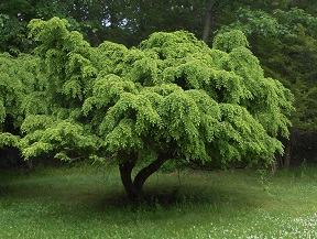 weeping hemlock