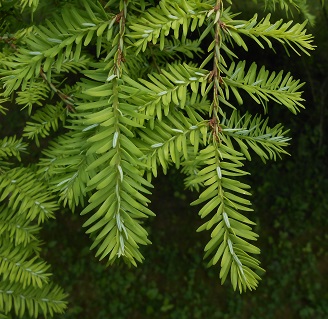 weeping hemlock