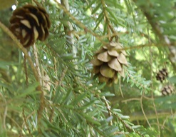 weeping hemlock