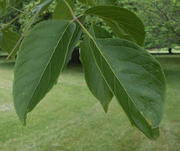 boxelder