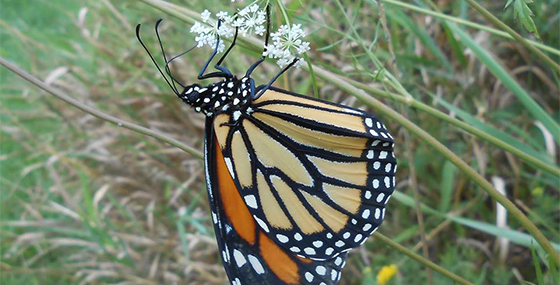 butterfly pollinating a plant