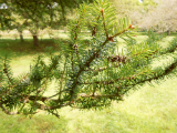 korean fir leaf