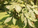 red buckeye l